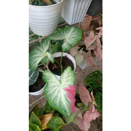 Keladi cat tumpah / shycool