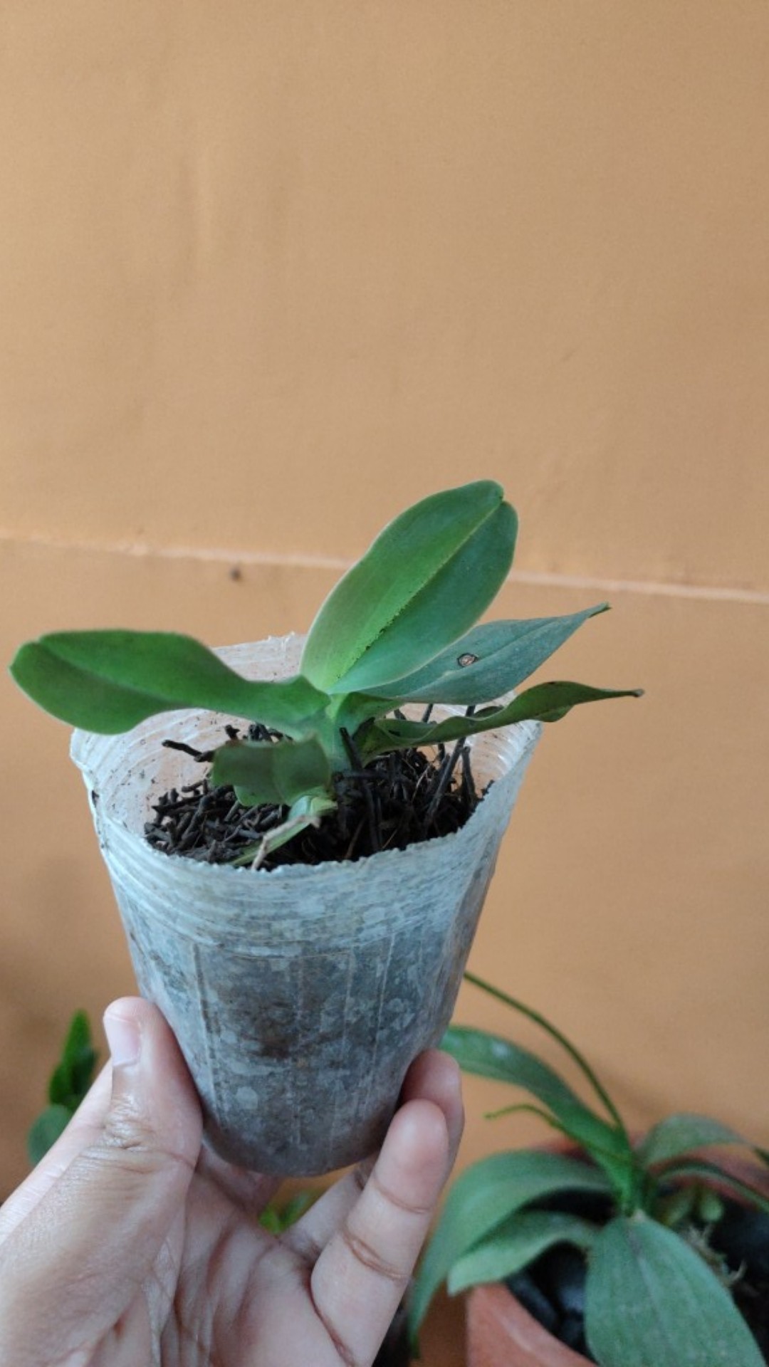 Papiopedillum Gloucophyllum