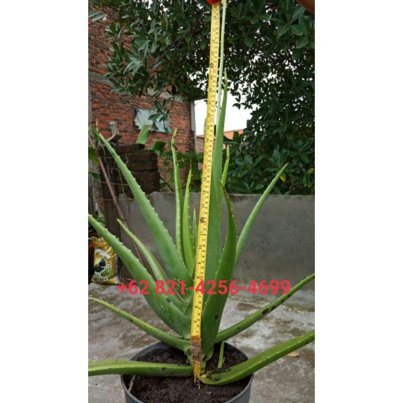 Tanaman Lidah buaya langka berbunga pohon lidah buaya aloe vera flower bisa cod area surabaya