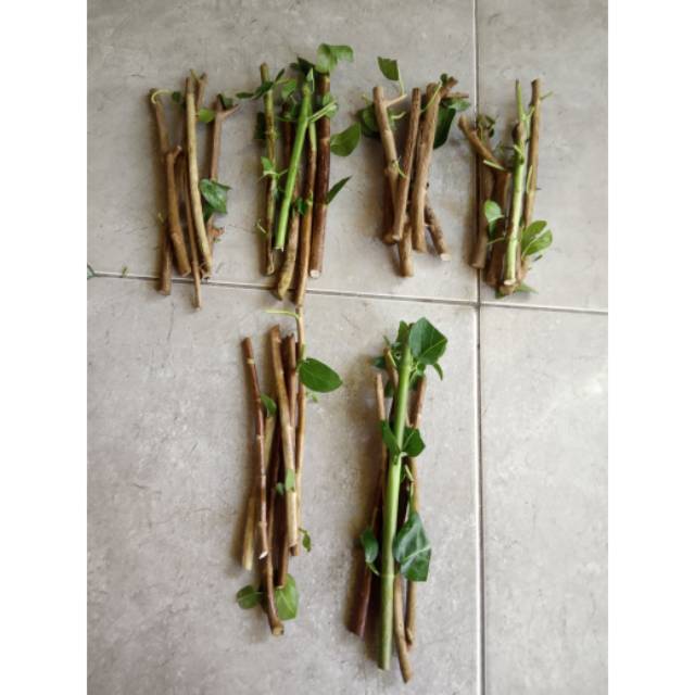 Stek Batang Bonsai Sancang Perbatang