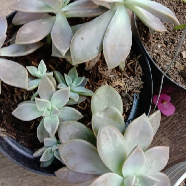 Promo sukulen mawar beli 1 dapat 2