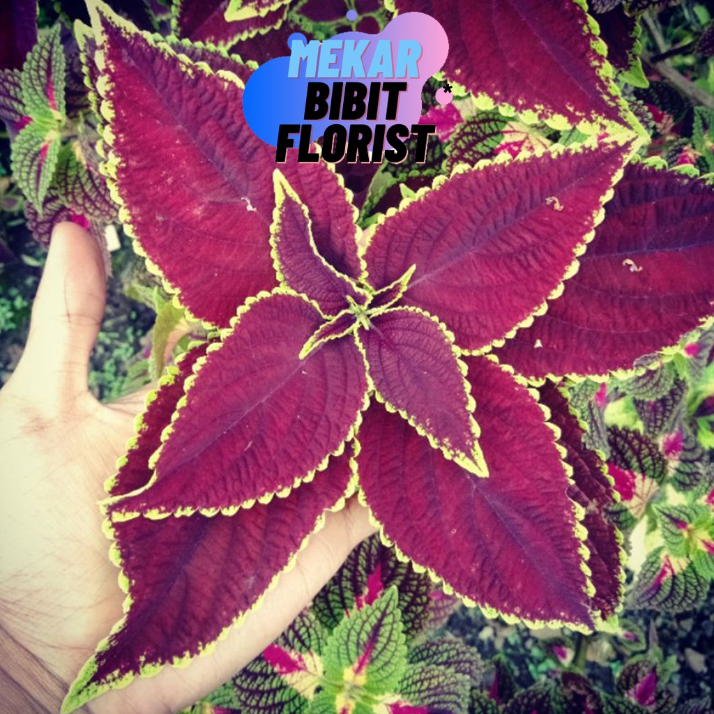 [ J&T ] Tanaman Hias Murah Jenis Miana Langka Ungu Garis Kuning Cantik Hiasan Taman Rumah [ COD ]