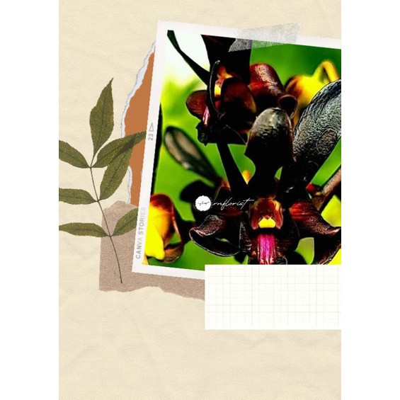 ANGGREK DENDROBIUM BLACK MAMBA