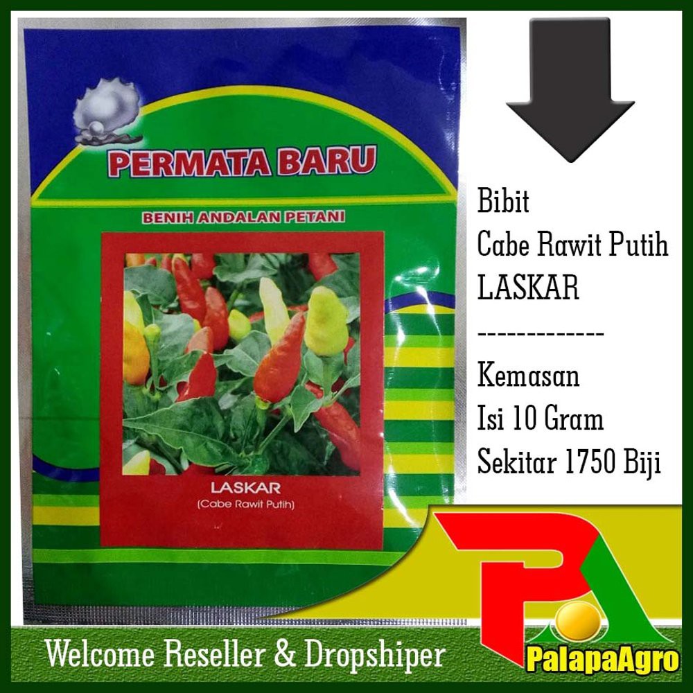 Benih cabe rawit putih LASKAR-Bibit cabe rawit Diskon