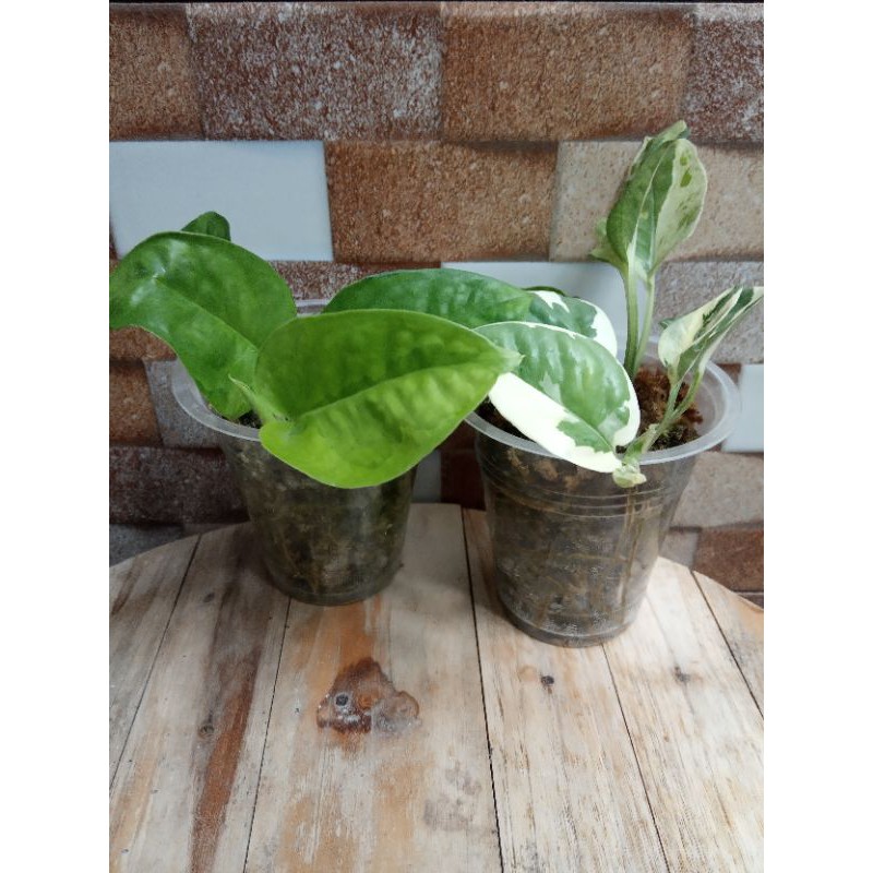 Epipremnum Njoy Varigata Putih, Njoy Kuning