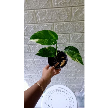 Epipremnum pinatum variegata