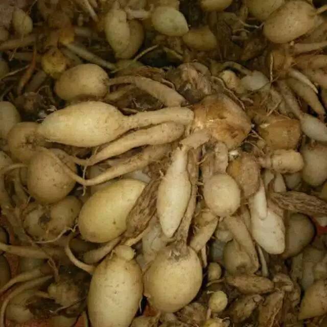 

KUNIR PUTIH 1/2KG fress dari kebun