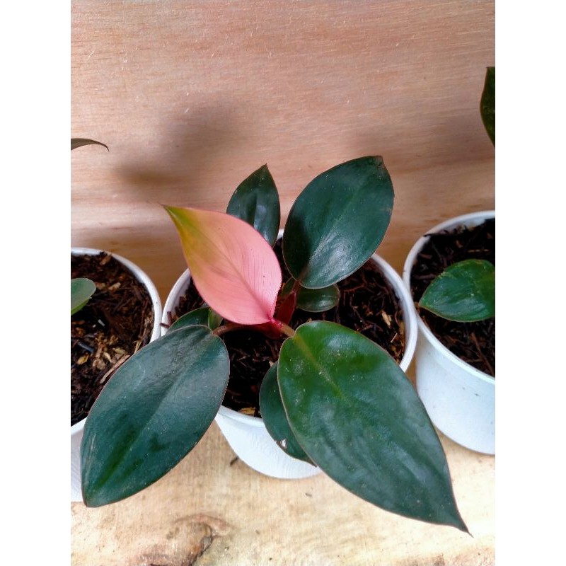 Philodendron Pink Congo