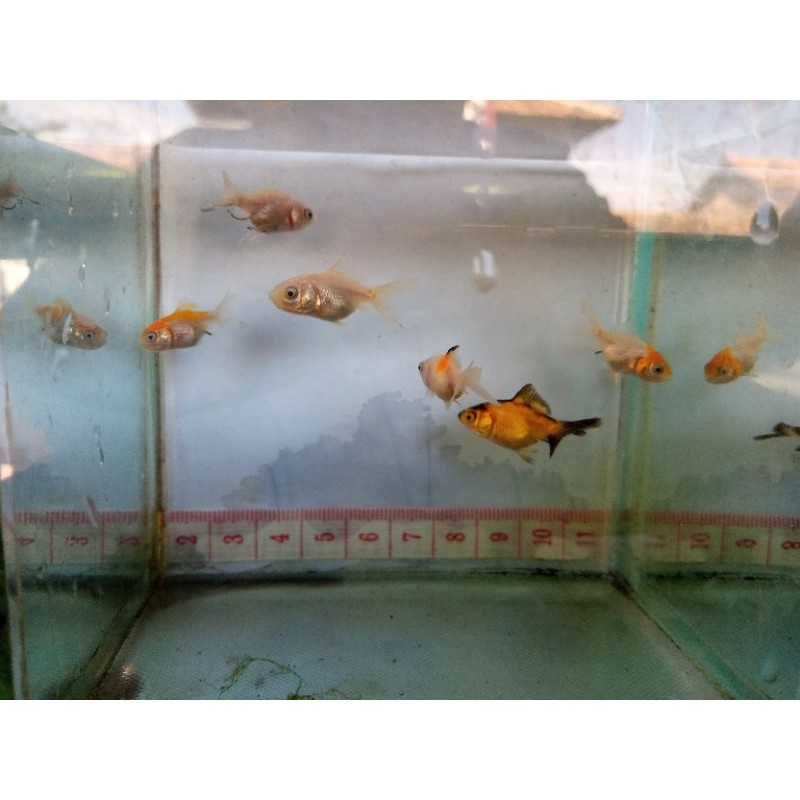 

Ikan Koki Oranda