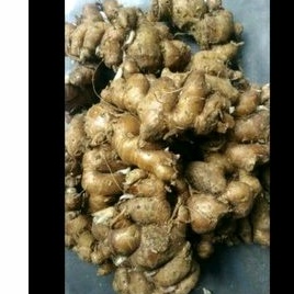 

kencur segar termurah 1kg