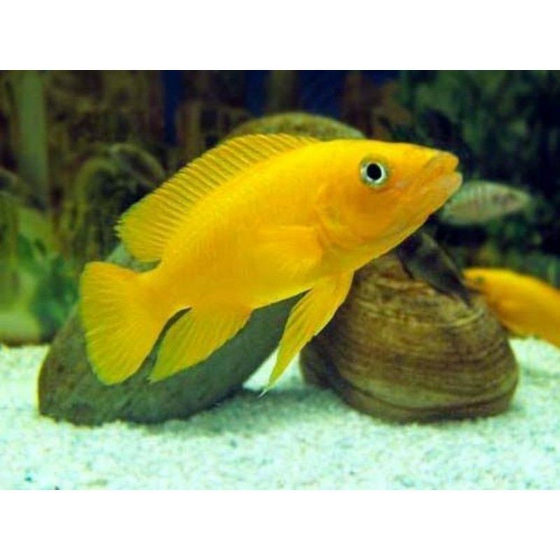 

ikan hias lemon chiclid
