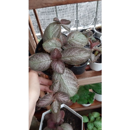 Episcia Puppy Love