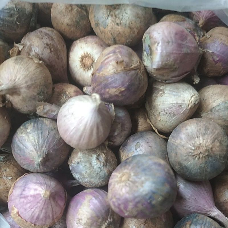 

Bawang putih lanang tunggal 100gram