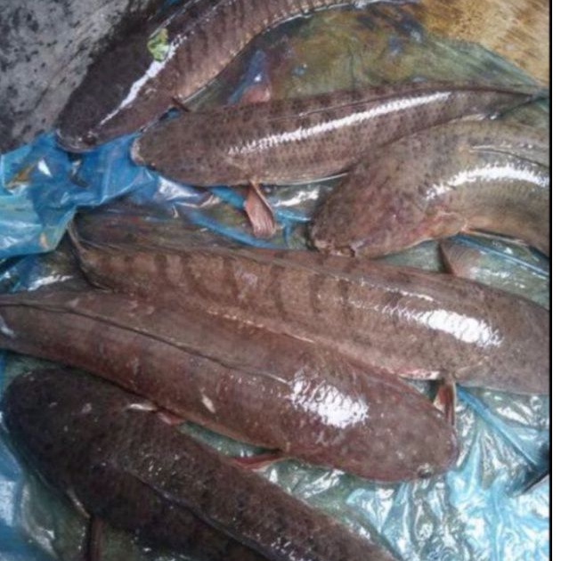 

ikan gabus 500 gr