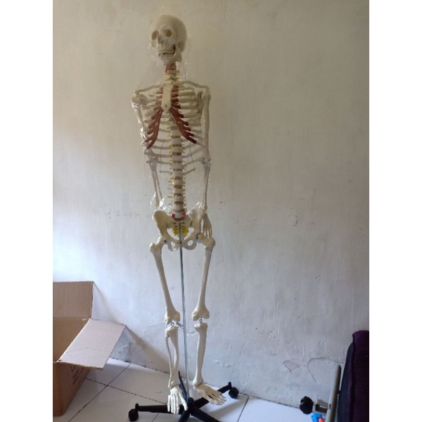

model kerangka manusia bahan plastik durable. PVC