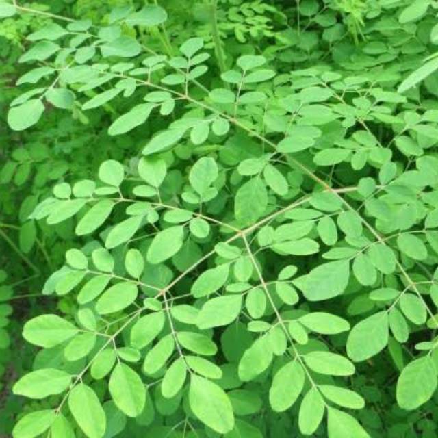 

daun kelor segar 1kg