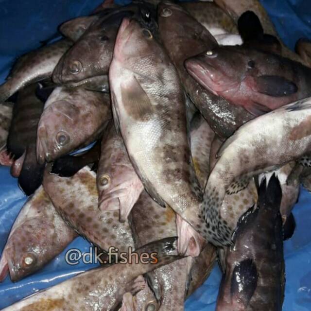 

Kerapu Sapan / Pack 1kg