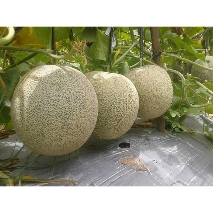 Benih Melon Putih Melani F1