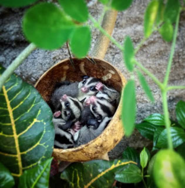 SUGAR GLIDER - TEMPAT TIDUR SUGAR GLIDEE