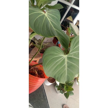 Philo Glorisium White Knight Jumbo Foto Asli