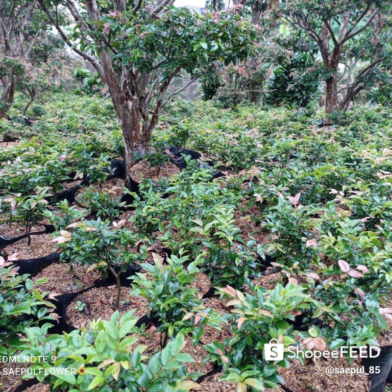 

anggur brazil jaboticaba