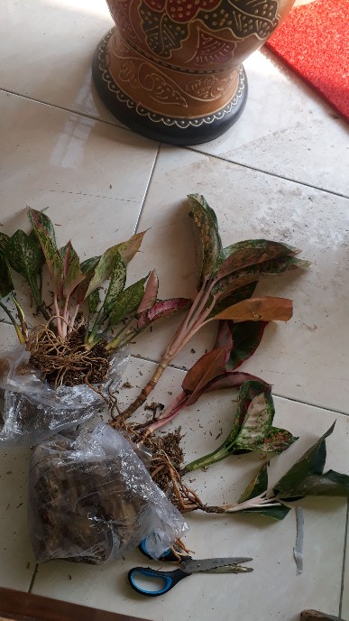 Paket Aglonema 9 Jenis