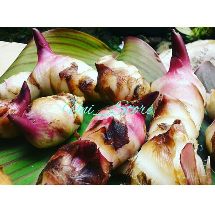 

Umbi Ganyong Ganyo Segar Basah Hipertensi Dll Obat Herbal