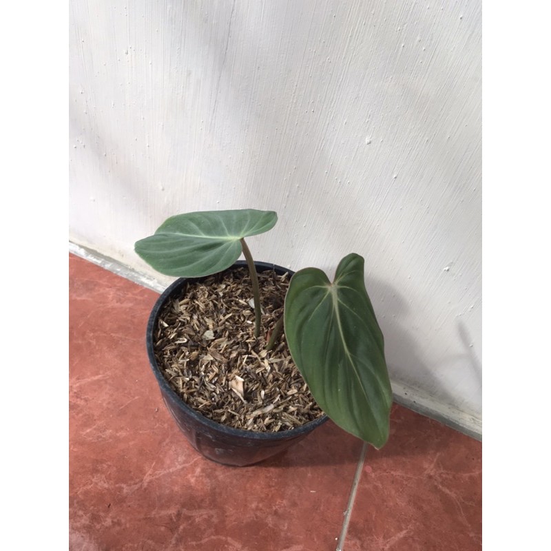 pilodendron gloriosum