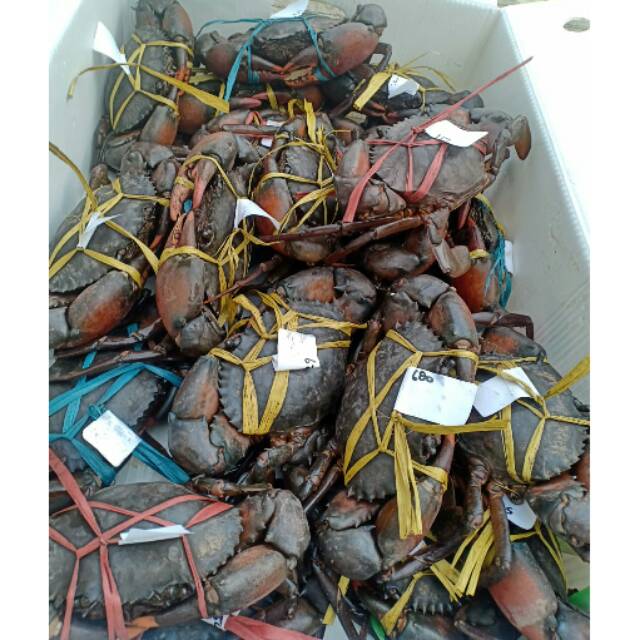 

Kepiting Jantan Papua