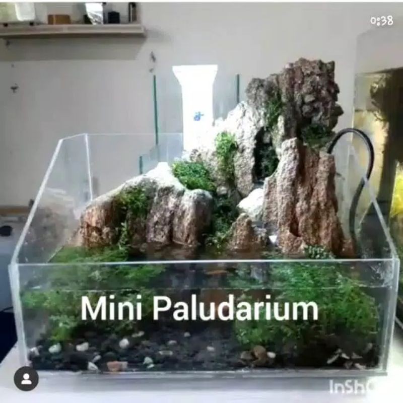 Mini Paludarium, Aquascape custom Aquarium soliter cupang