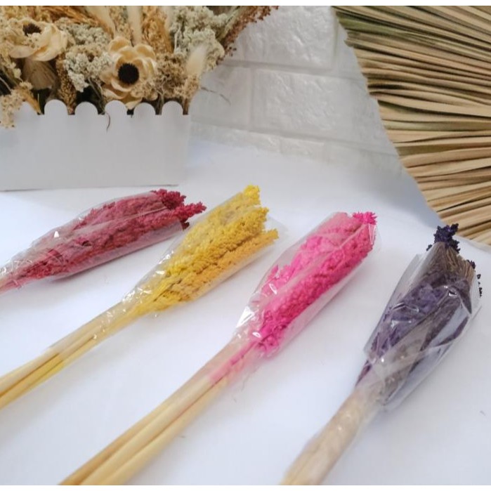 Bunga Kering | Dried Flower Bunga Cantel Warna