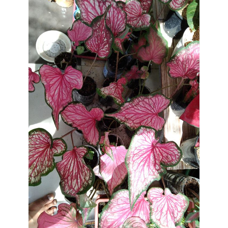 keladi pink rose / remaja