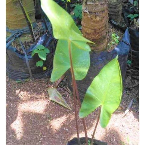 Tanaman Hias Keladi Batang Hitam Keladi Bali