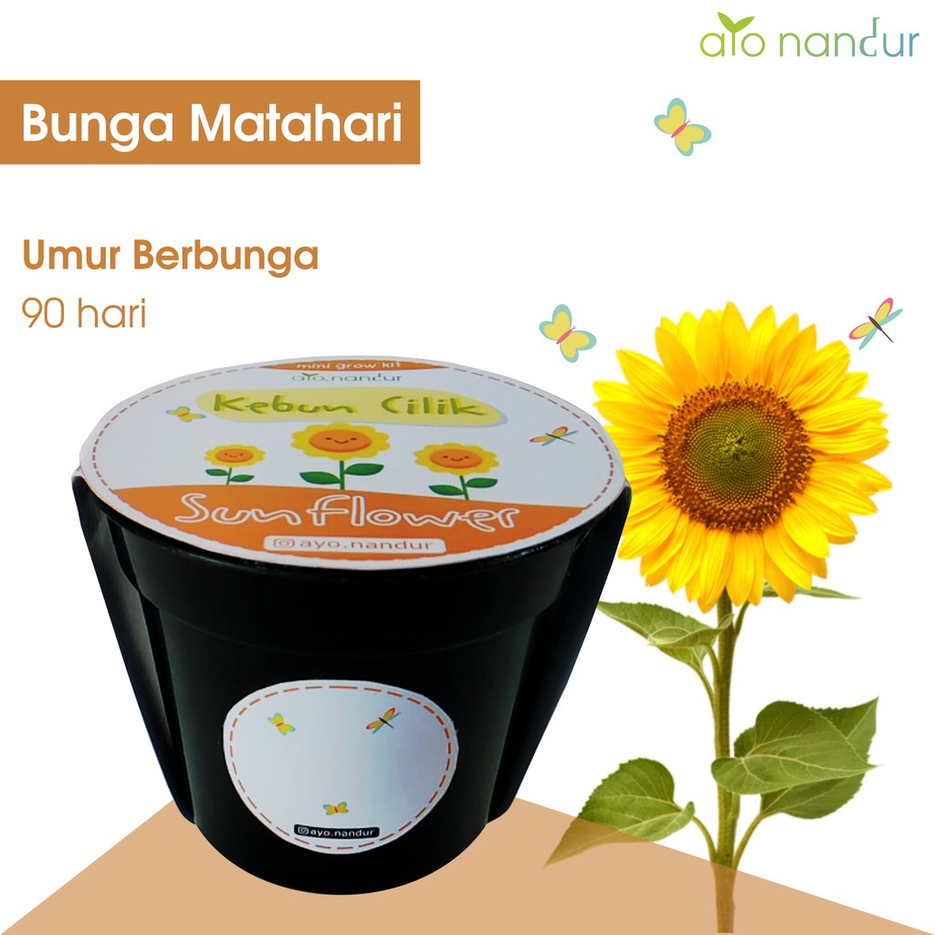 Gardening Kit - Benih Bunga Matahari