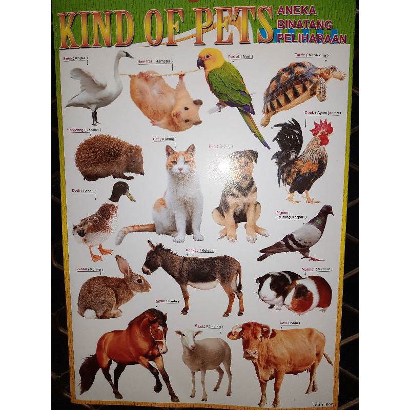 Poster Edukasi Anak Pets Gambar Binatang Peliharaan Mengenal Berbagai Macan Hewan Piaraan Jinak Shopee Indonesia