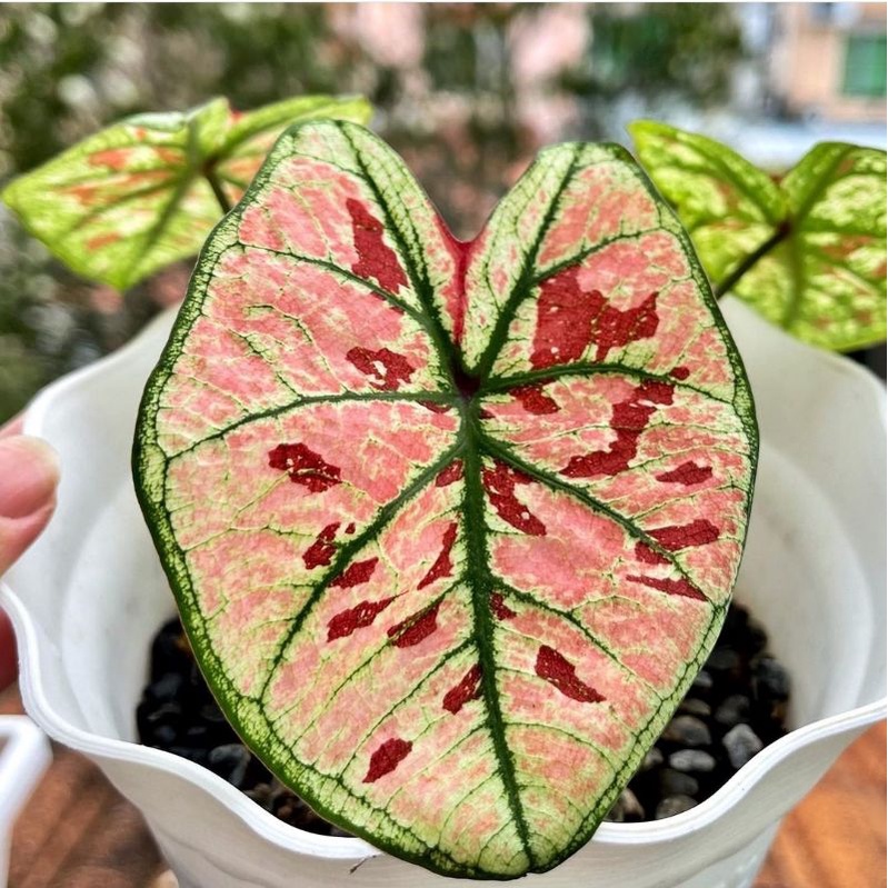 Tanaman Hias Keladi Wonderland/keladi hias wonderland/keladi hias thailand import