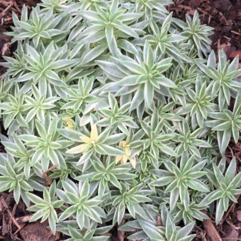 Sukulen Sedum Linier / Sedum Lineare / Parkit