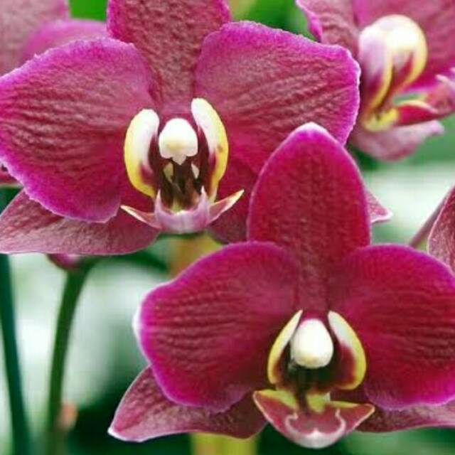 Angbul BlackJack Remaja