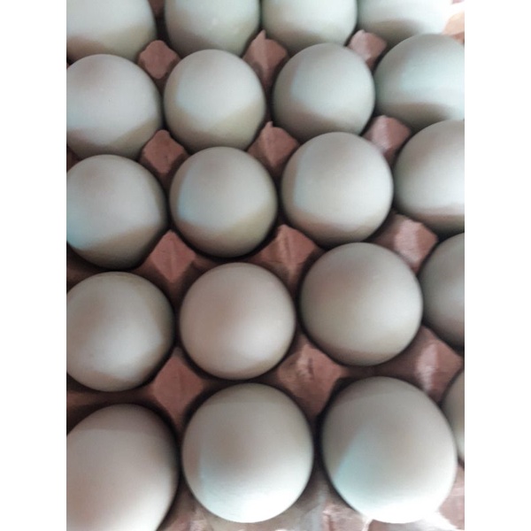 

telur bebek mentah