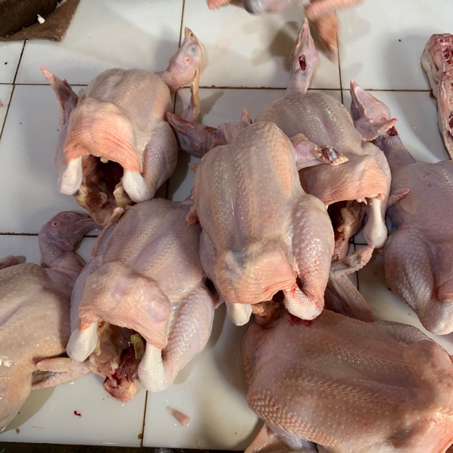 

Ayam negeri