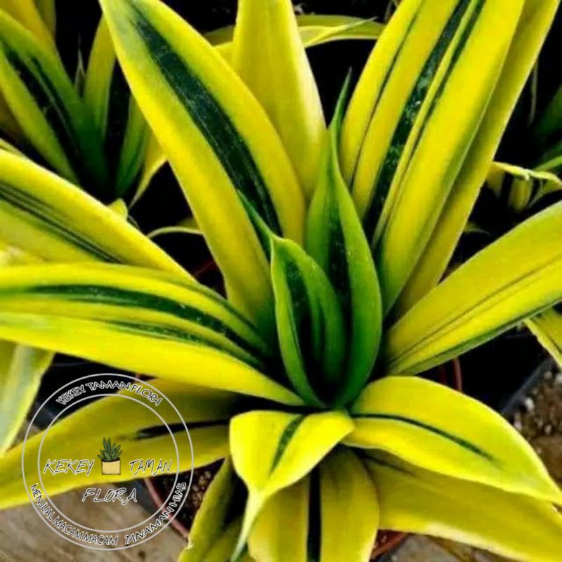 Tanaman Hias Sansivera Gold Flame-Lidah Mertua-Gold Flame