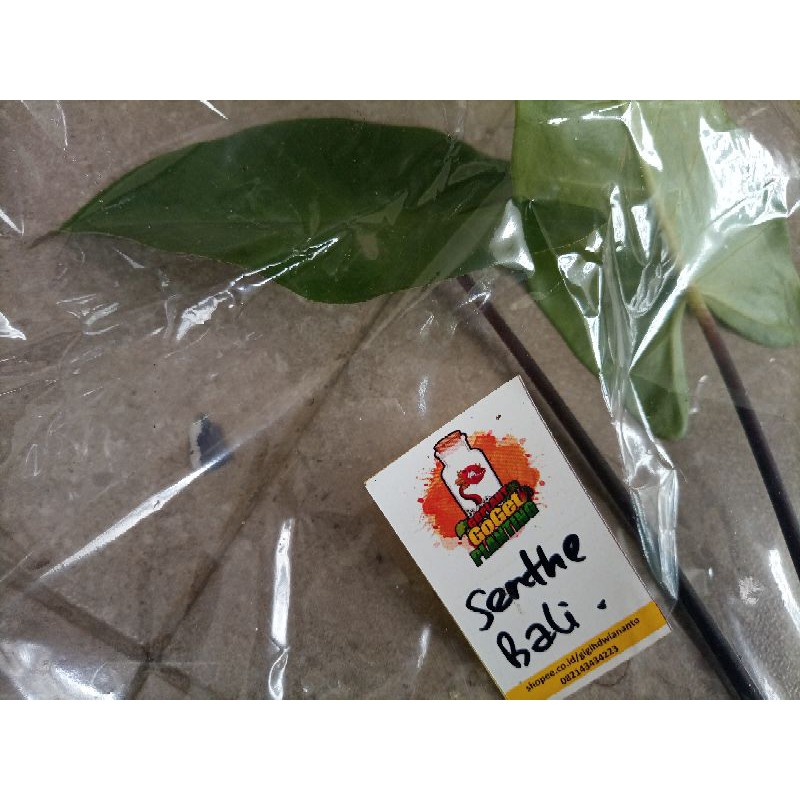 Senthe Bali / Sente Bali / Alocasia Macrorrhiza Black Stem Anakan