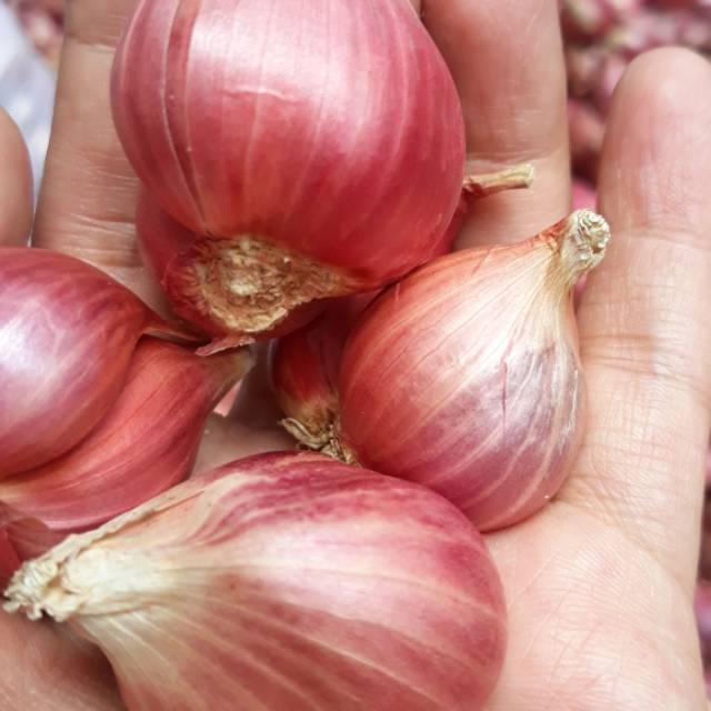 

BAWANG MERAH