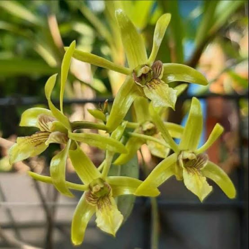 Anggrek Dendrobium Capra | Dendrobium Rawatan | Dendrobium Murah