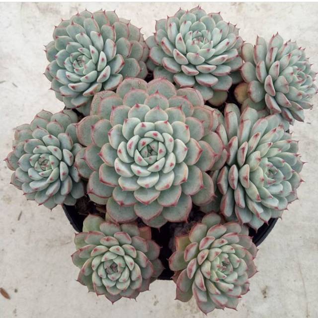 Echeveria Minima Cluster