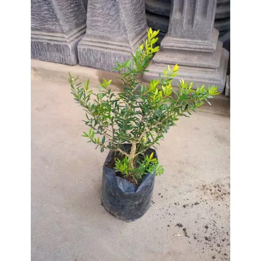 *_@ 3 BIBIT POHON BOKSUS BOXSUS BAHAN BONSAI DM2018