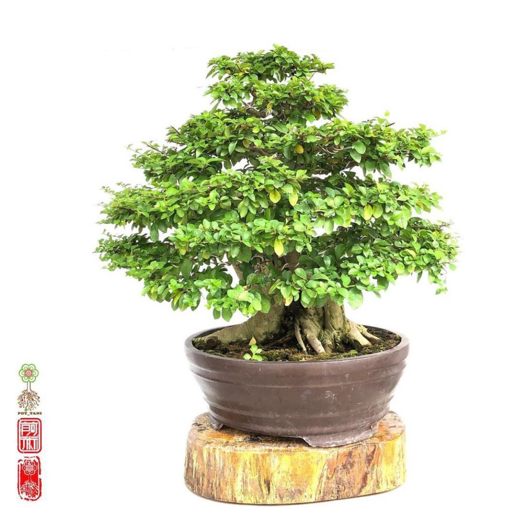 bonsai jadi bonsai delima 2022