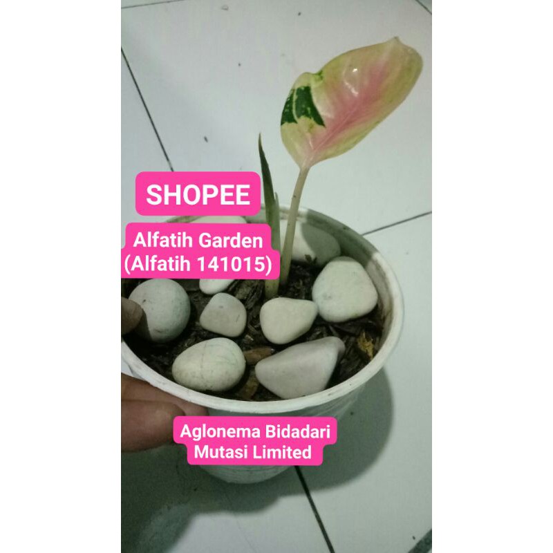 Promo Tanaman Hias Aglonema Bidadari Mutasi Anakan-Aglonema Bidadari-Aglonema Bidadari Mutasi PROMO