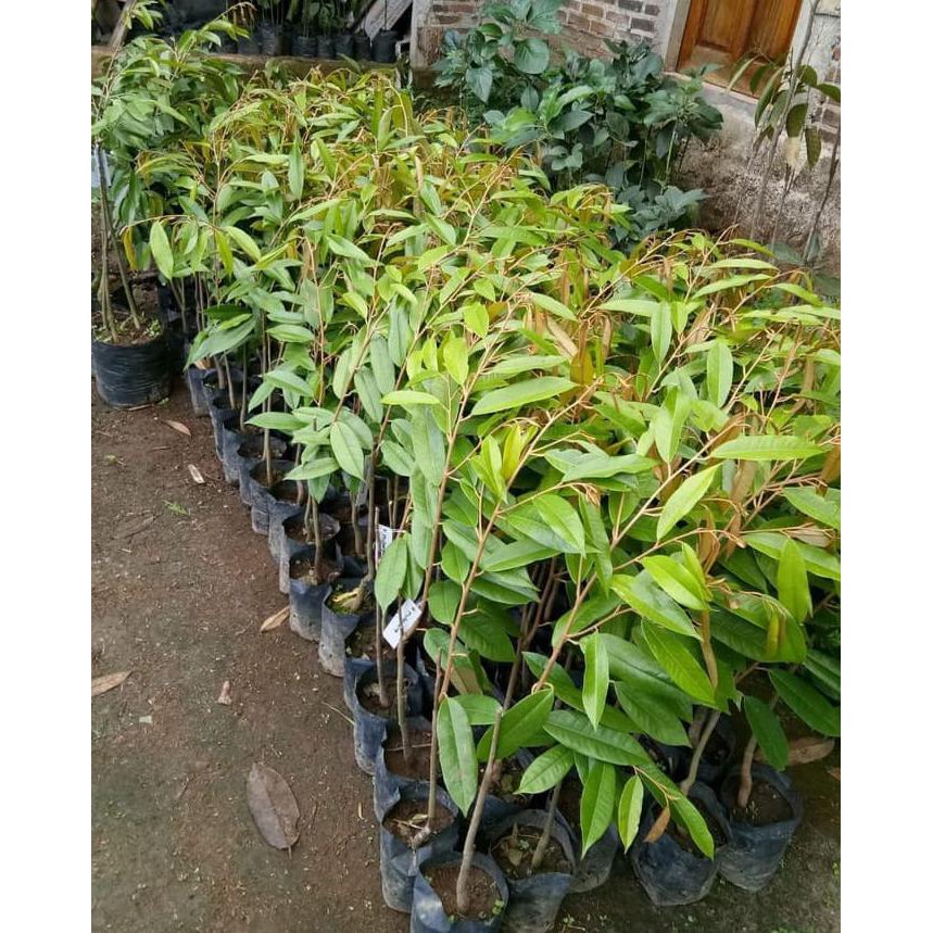 PROMO BIBIT DURIAN MONTONG OKULASI BIBIT / BIJI / BENIH J*