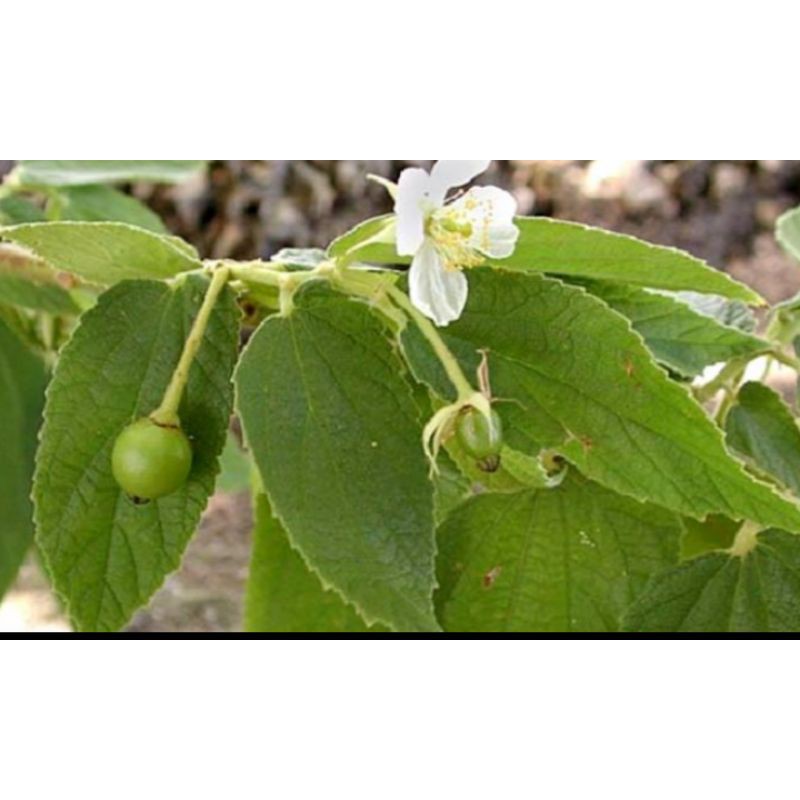 

daun kersen
